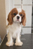 Additional photos: Cavalier King Charles Spaniel, male dogs for sale