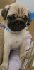 Photo №1. pug - for sale in the city of Berlin | 423$ | Announcement № 96068