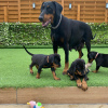 Photo №1. dobermann - for sale in the city of Waterford | 317$ | Announcement № 71886