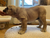 Additional photos: English bulldog