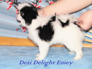 Photo №2 to announcement № 5102 for the sale of japanese chin - buy in Russian Federation breeder