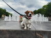 Additional photos: Jack Russell Terrier