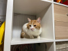 Additional photos: Charming red cat Bonechka is looking for a home and a loving family!