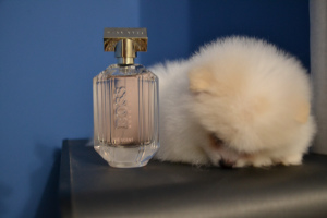 Photo №1. pomeranian - for sale in the city of Vitebsk | 2000$ | Announcement № 301