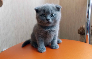Photo №1. scottish fold - for sale in the city of Astana | 300$ | Announcement № 490