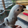 Photo №3. African grey. United States