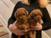 Photo №3. Cute Toy poodle puppies available for free adoption. Germany