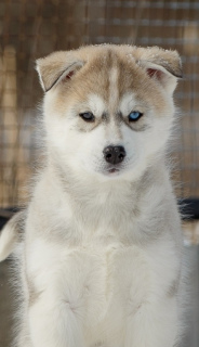 Additional photos: Beautiful, pedigree, active, loved Siberian husky puppies are for sale.