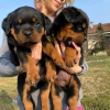 Photo №2 to announcement № 18640 for the sale of rottweiler - buy in Czech Republic private announcement