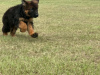 Photo №2 to announcement № 118738 for the sale of german shepherd - buy in Germany private announcement