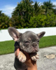 Photo №3. French Bulldog puppies for sale. Germany