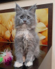 Photo №4. I will sell maine coon in the city of Jezreel Valley. private announcement - price - 350$