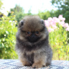 Additional photos: Pomeranian