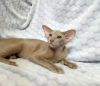 Photo №2 to announcement № 1552 for the sale of oriental shorthair - buy in Russian Federation breeder