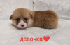 Photo №2 to announcement № 80707 for the sale of welsh corgi - buy in Russian Federation private announcement