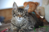Photo №4. I will sell maine coon in the city of St. Petersburg. private announcement, from nursery, breeder - price - 598$