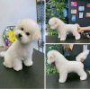 Photo №3. Bichon Frize puppies. France