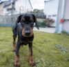 Additional photos: Doberman puppy