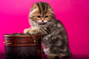 Additional photos: Scottish fold kittens - marble girl