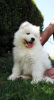 Photo №3. Samoyed puppies. Serbia