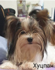 Photo №3. Yorkie Biewer girl. Israel