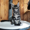 Photo №4. I will sell maine coon in the city of Gy. private announcement - price - 423$