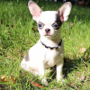 Photo №2 to announcement № 123300 for the sale of chihuahua - buy in Finland private announcement