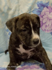 Photo №1. american staffordshire terrier - for sale in the city of Ряжск | 260$ | Announcement № 125425