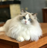 Photo №1. ragdoll - for sale in the city of Богуслав | 500$ | Announcement № 12625