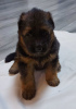 Photo №2 to announcement № 9151 for the sale of german shepherd - buy in Russian Federation private announcement