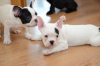 Photo №3. French bulldog puppies.. Germany