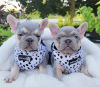 Photo №2 to announcement № 82171 for the sale of french bulldog - buy in Germany 