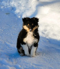 Photo №2 to announcement № 92002 for the sale of shetland sheepdog - buy in Latvia breeder