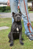 Photo №2 to announcement № 23065 for the sale of cane corso - buy in Belarus from nursery, breeder