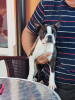 Photo №1. boston terrier - for sale in the city of Belgrade | negotiated | Announcement № 72146