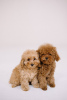 Photo №1. poodle (toy) - for sale in the city of Berlin | 2113$ | Announcement № 44608