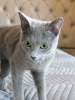 Additional photos: Russian blue cat