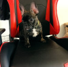 Photo №2 to announcement № 111667 for the sale of french bulldog - buy in Finland private announcement