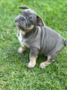 Additional photos: Puppies for sale very cute French bulldog.