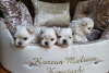 Photo №1. maltese dog - for sale in the city of Radebeul | 370$ | Announcement № 108059