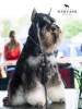 Photo №4. I will sell schnauzer in the city of Москва. from nursery - price - negotiated