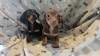 Photo №1. dachshund - for sale in the city of Charlotte | 296$ | Announcement № 112786