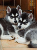 Photo №1. siberian husky - for sale in the city of Hannover | Is free | Announcement № 118598