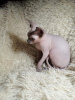 Photo №2 to announcement № 8778 for the sale of sphynx-katze - buy in Russian Federation from nursery, breeder