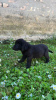 Additional photos: Labrador retrievers