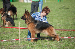 Photo №4. I will sell german shepherd in the city of Kursk. breeder - price - 400$