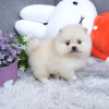 Photo №1. pomeranian - for sale in the city of Iisalmi | 423$ | Announcement № 84238
