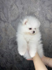 Additional photos: Pomeranian spitz