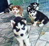 Photo №1. siberian husky - for sale in the city of Budapest | 475$ | Announcement № 100275