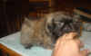 Photo №1. pekingese - for sale in the city of Essen | 581$ | Announcement № 127494